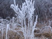 Pflanzbüschel mit Reif